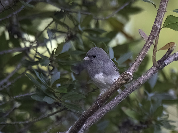 Tummajunkko, Dark-eyed Junco, Junco hyemalis